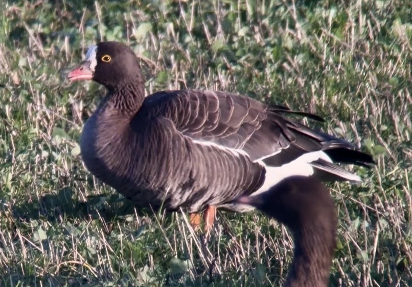 Lesser White-fronted Goose - ML646231048
