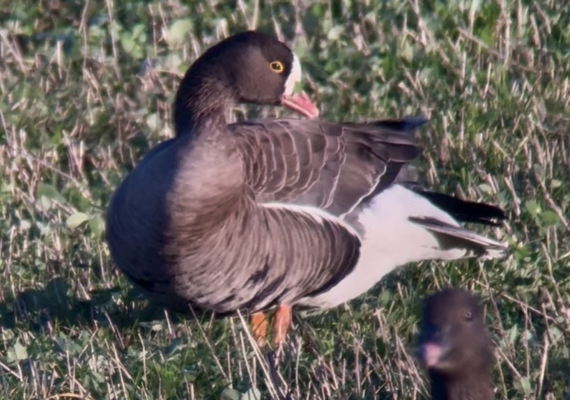 Küçük Sakarca - ML646231049