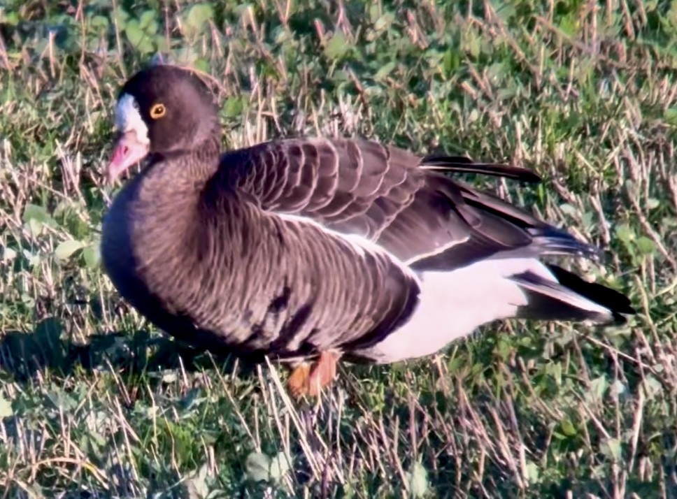 Küçük Sakarca - ML646231050