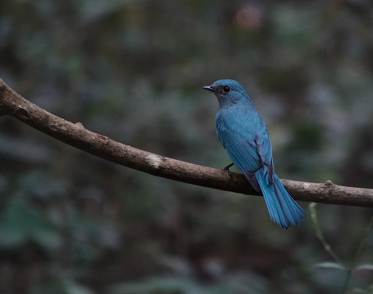 Verditer Flycatcher - ML646231051