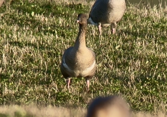 Pink-footed Goose - ML646231053