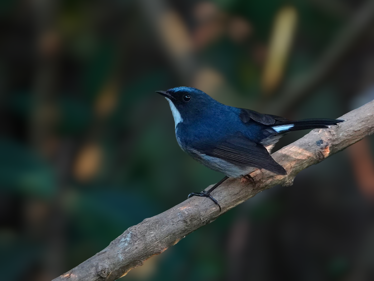Slaty-blue Flycatcher - ML646231054