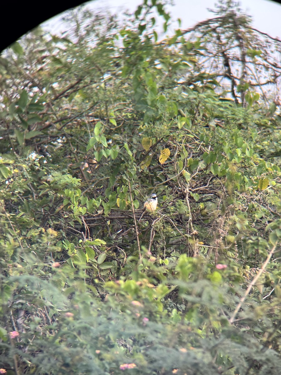 Long-tailed Shrike - ML646231065