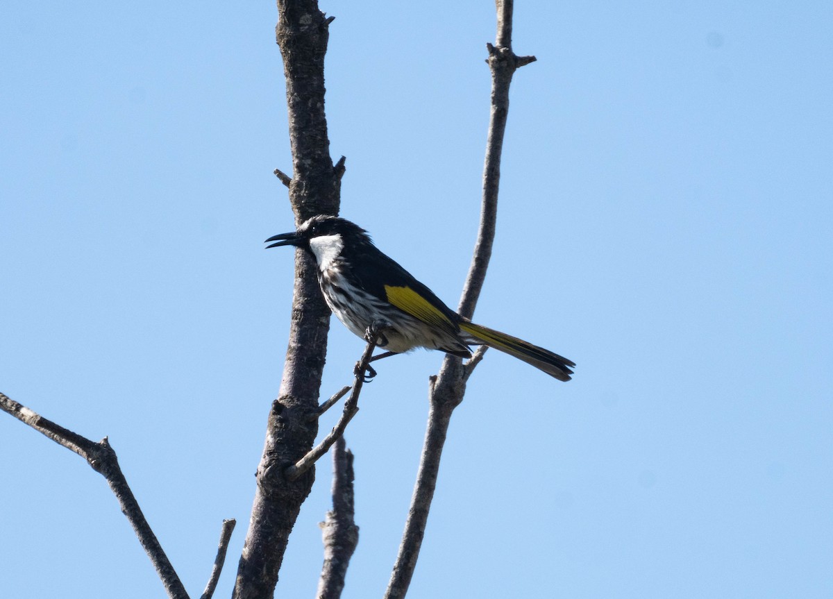 White-cheeked Honeyeater - ML646231066