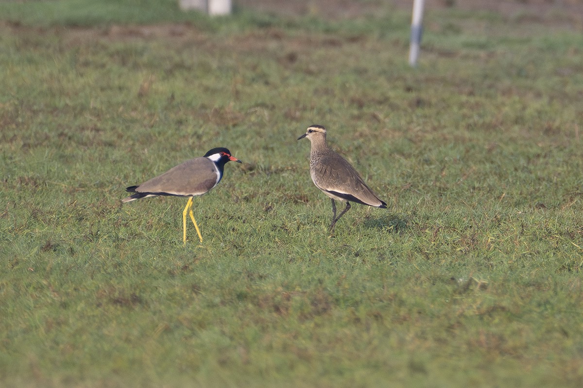 Avefría Sociable - ML646231067