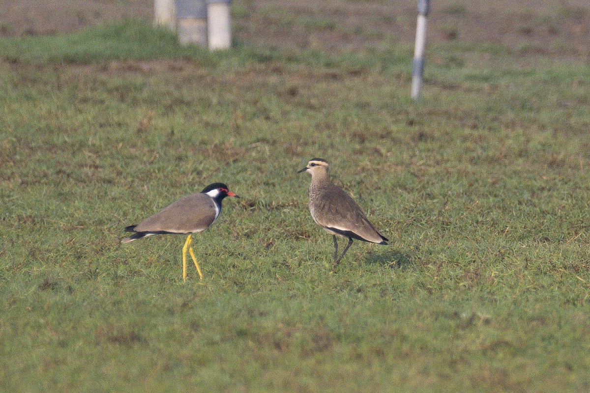 Avefría Sociable - ML646231068