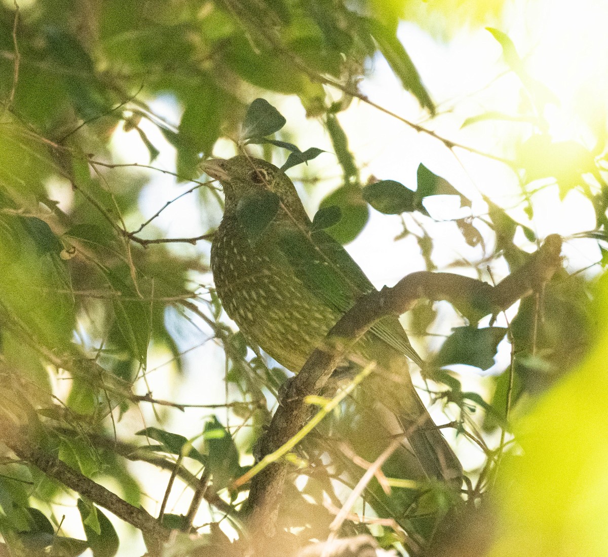 Green Catbird - ML646231095