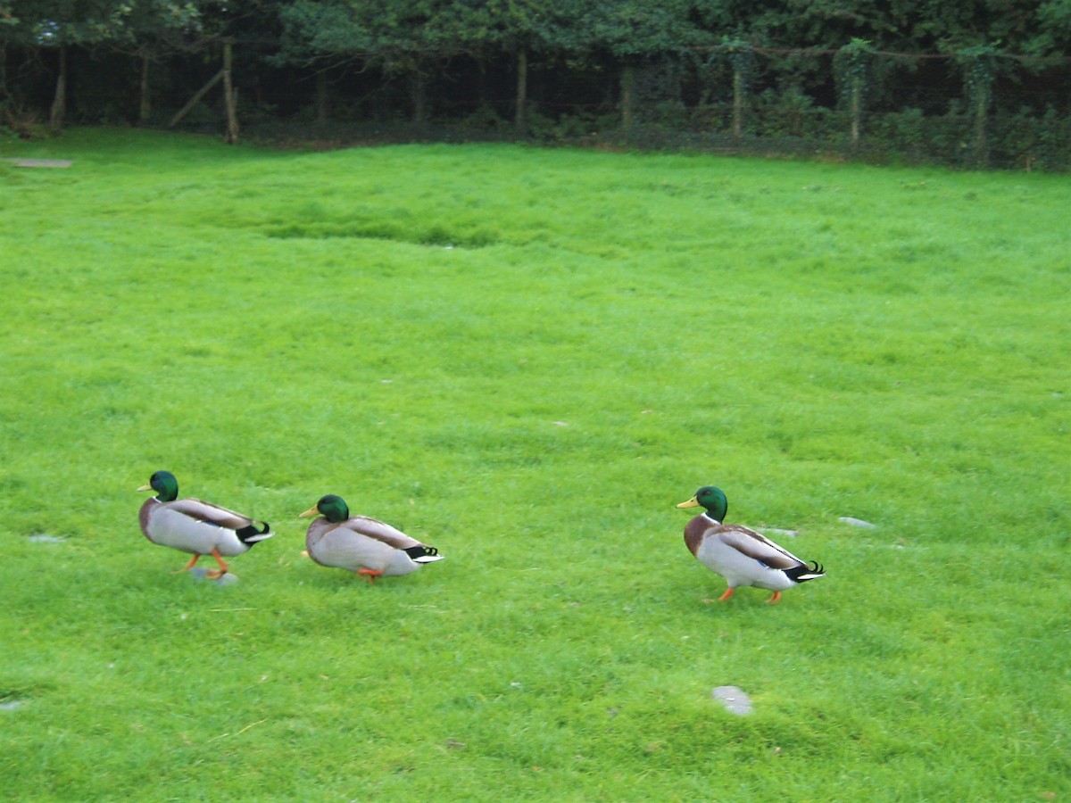 Mallard - ML646231103