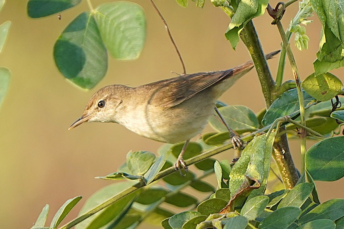 Blyth's Reed Warbler - ML646231107