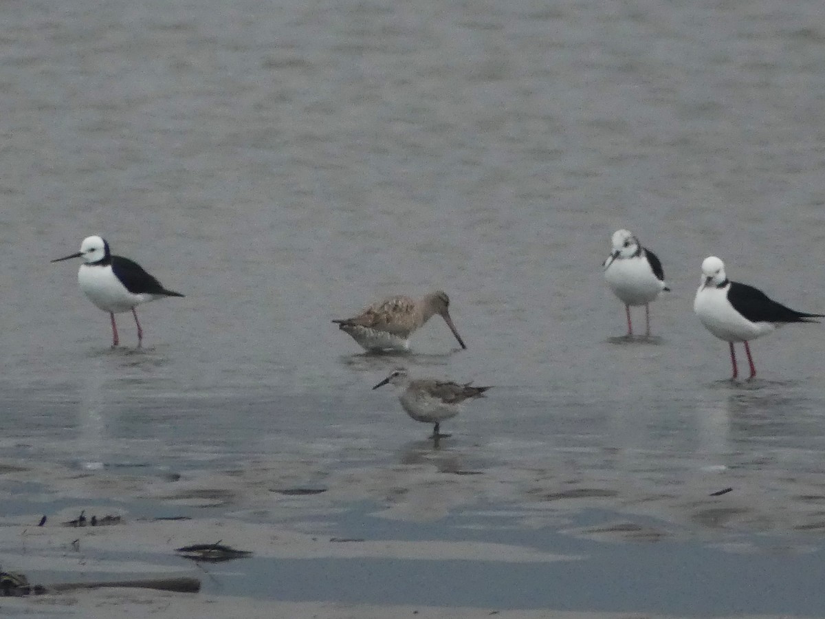 Red Knot - ML646231108