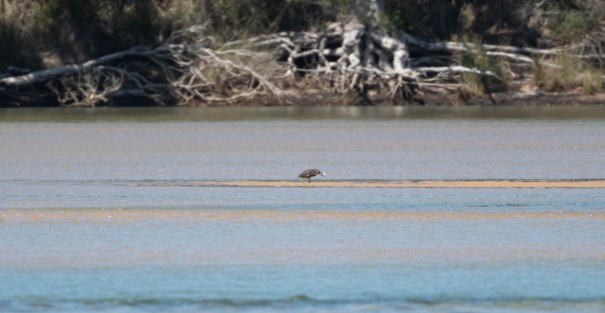 Little Heron - ML646231109
