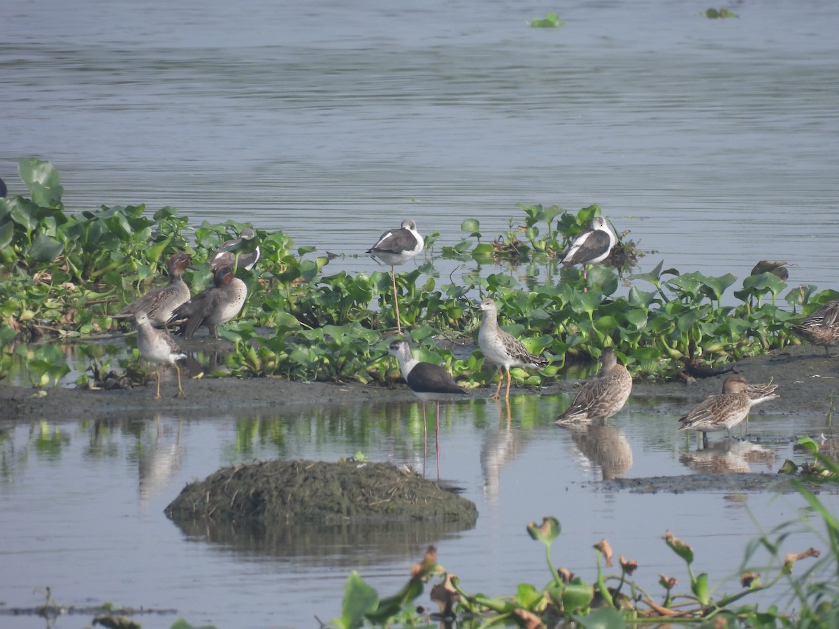 Green-winged Teal - ML646231110
