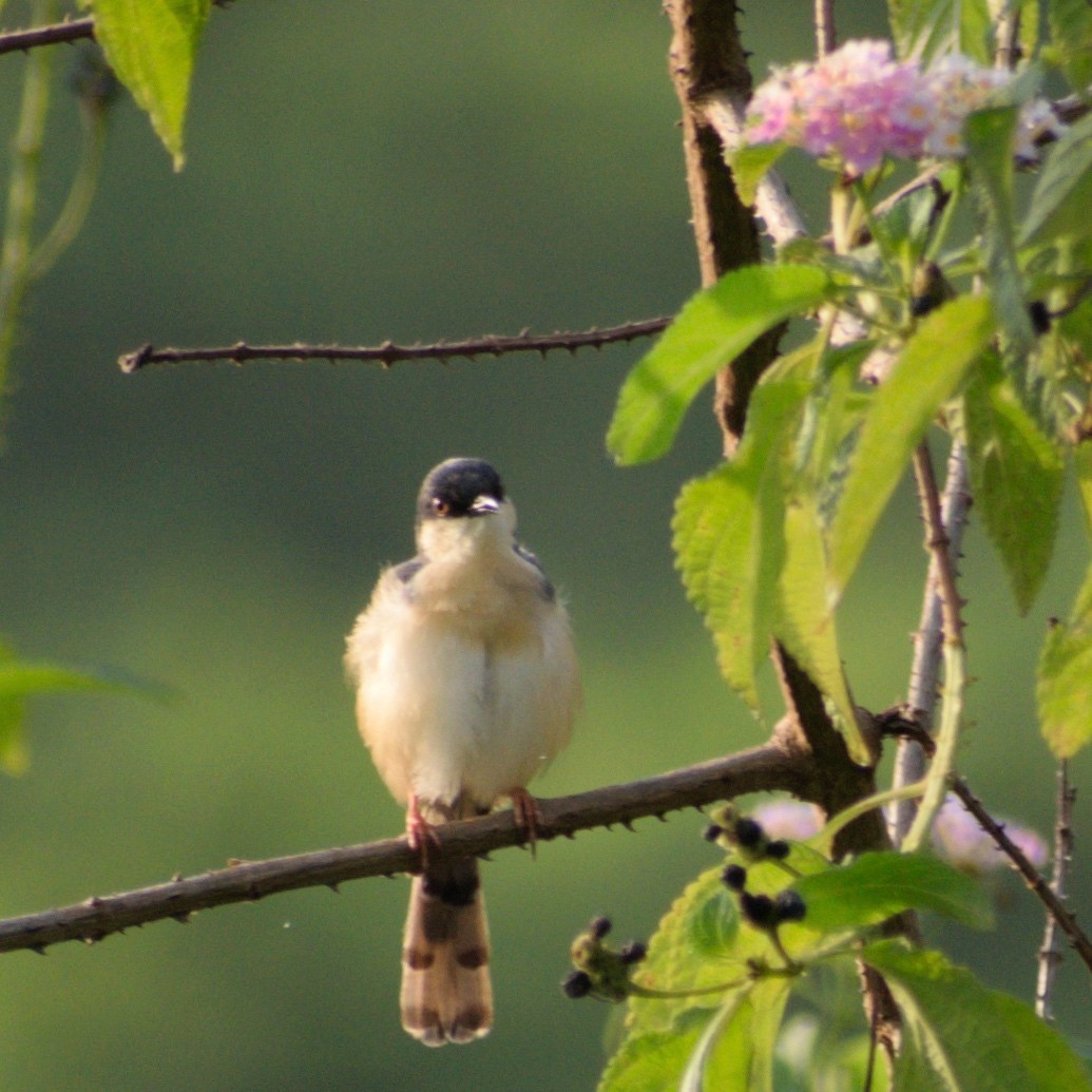 Ashy Prinia - ML646231111