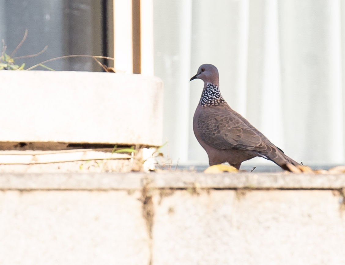 Spotted Dove - ML646231112