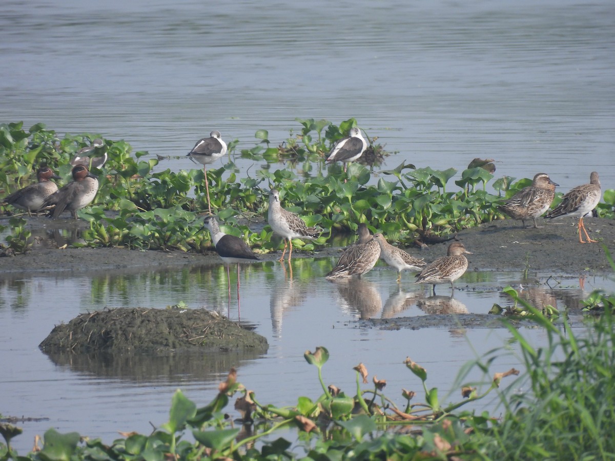 Green-winged Teal - ML646231113