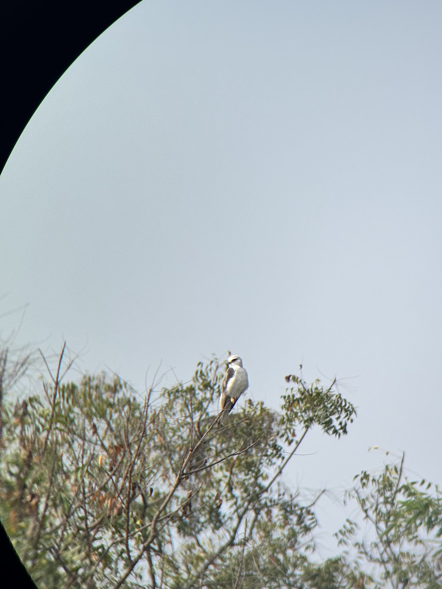 Black-winged Kite - ML646231114