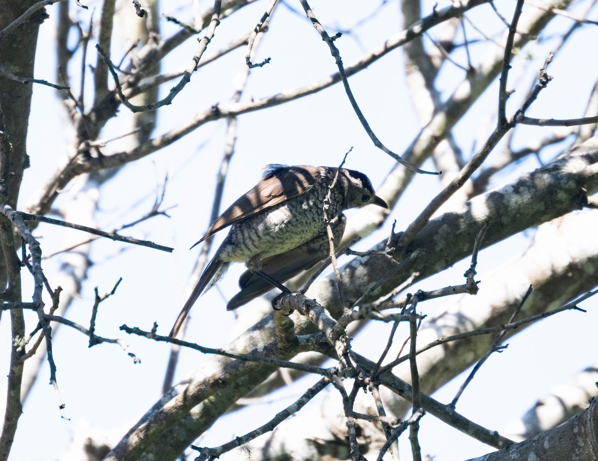 Regent Bowerbird - ML646231115