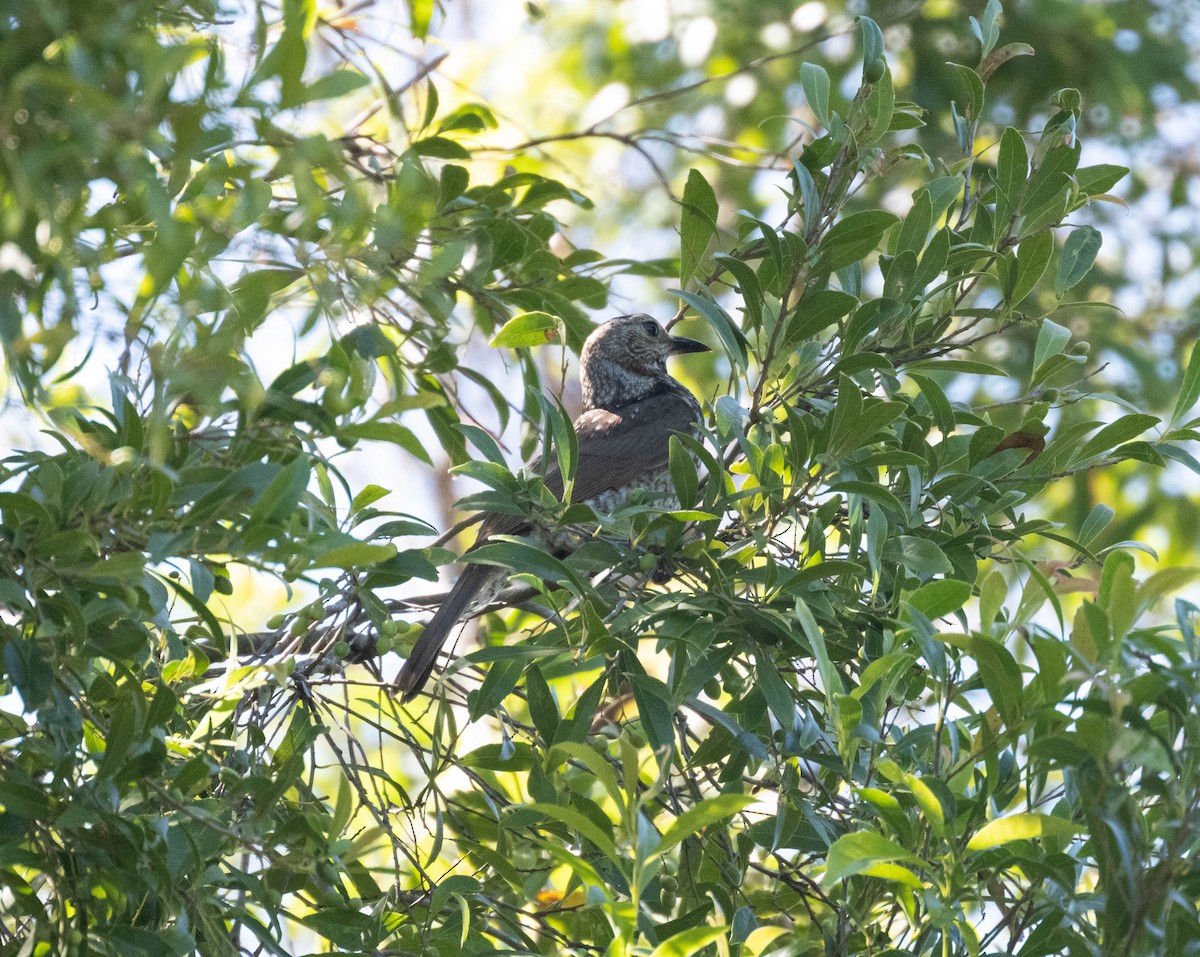 Regent Bowerbird - ML646231116