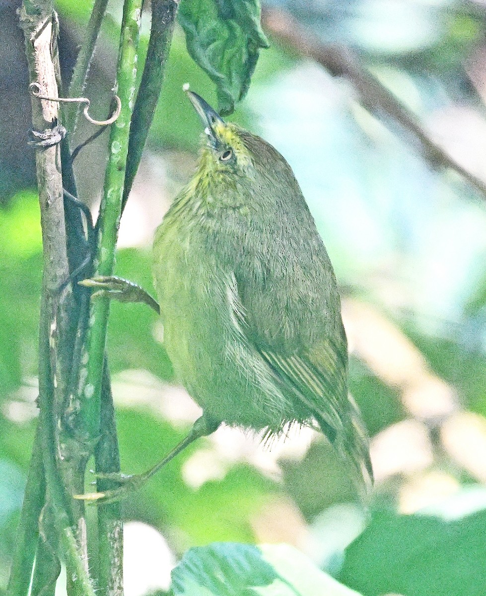 Pin-striped Tit-Babbler - ML646231117