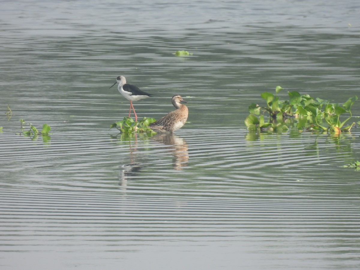 Garganey - ML646231118