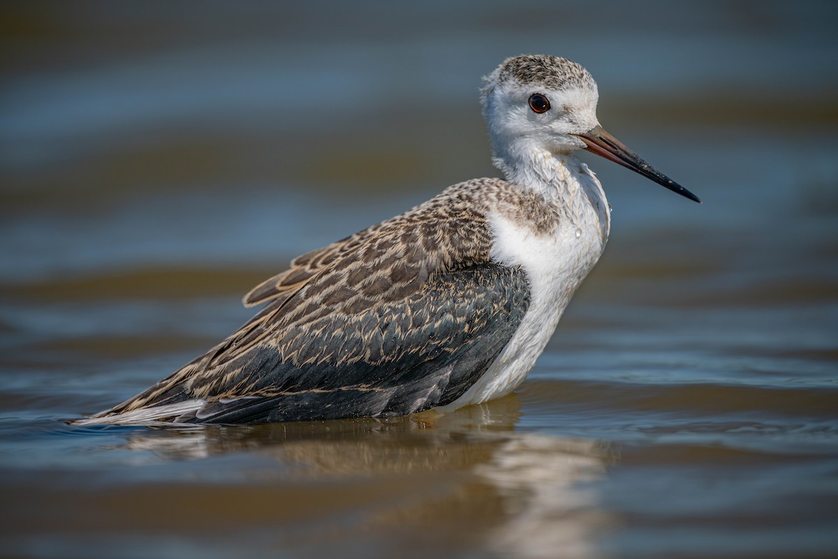 Black-winged Stilt - ML646231119