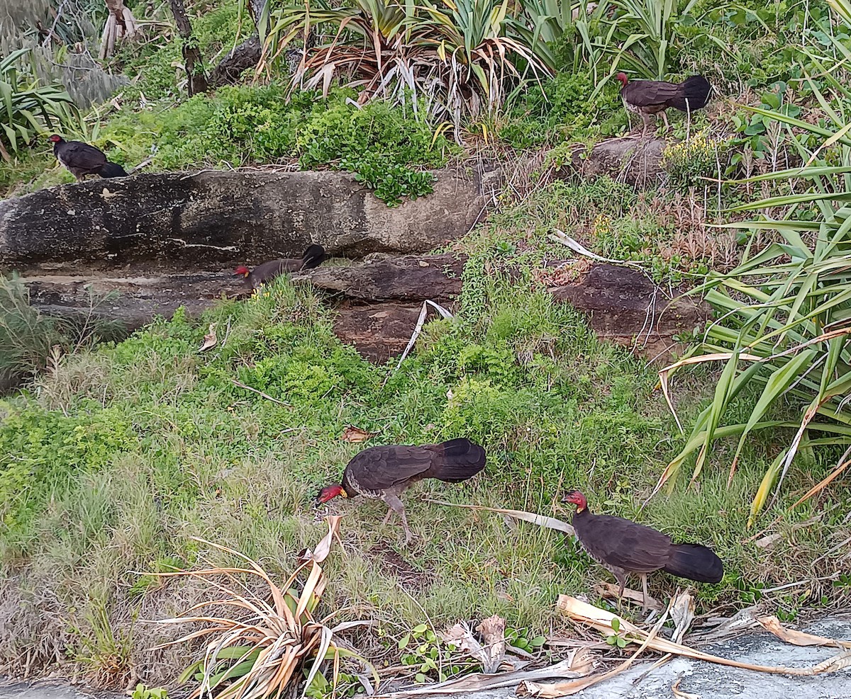 Australian Brushturkey (Yellow-pouched) - ML646231120