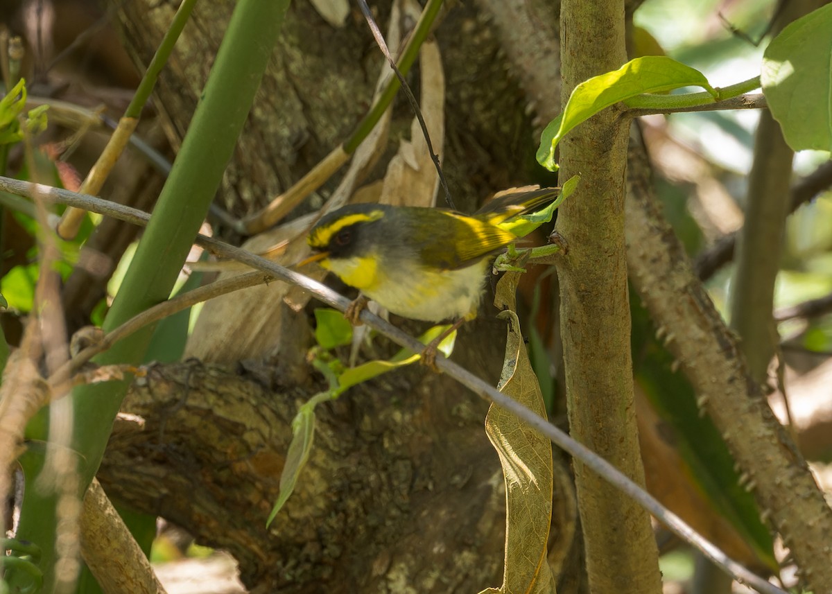 Black-faced Warbler - ML646231121