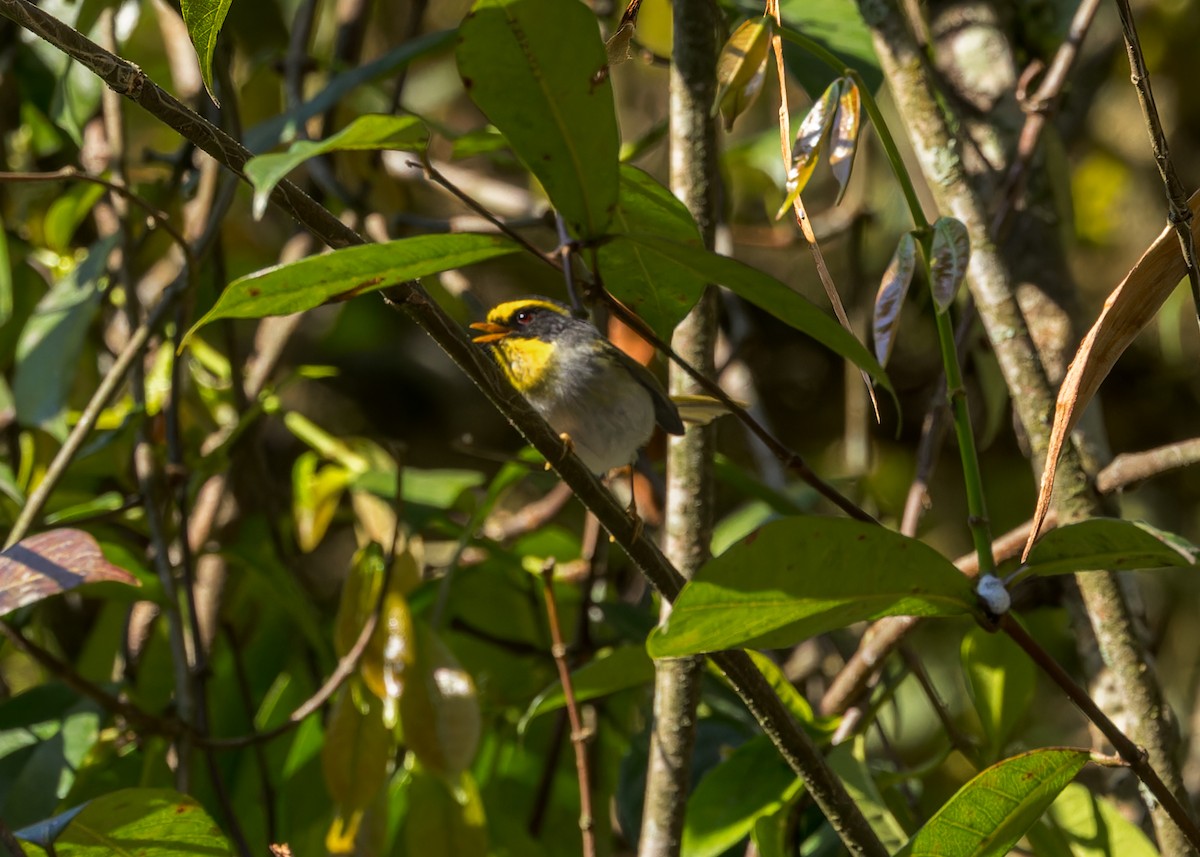 Black-faced Warbler - ML646231122