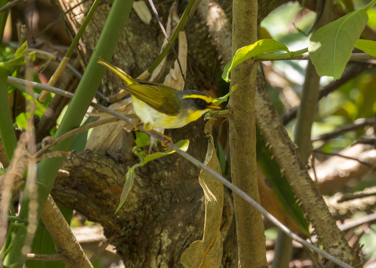 Black-faced Warbler - ML646231123