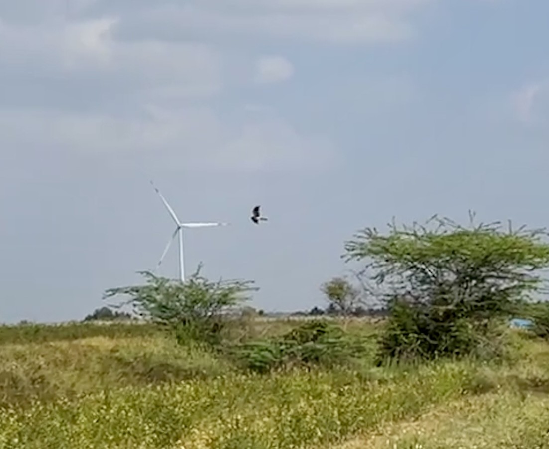 Montagu's Harrier - ML646231124