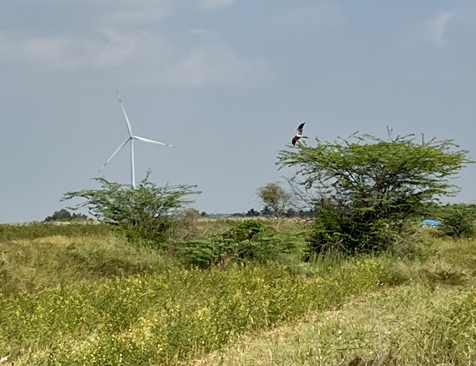 Montagu's Harrier - ML646231125