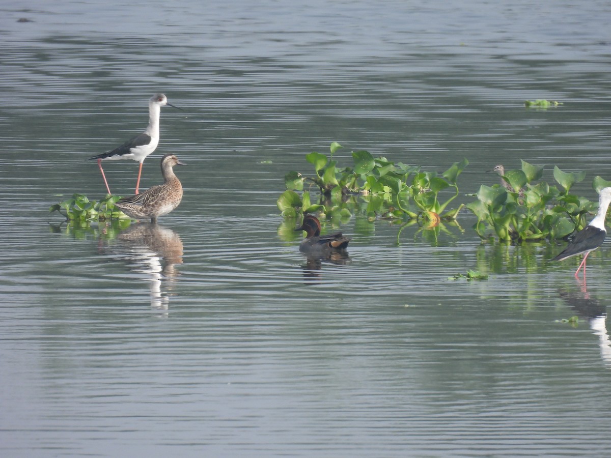 Green-winged Teal - ML646231126