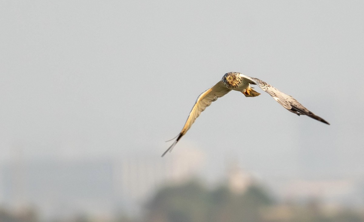 Eastern Marsh Harrier - ML646231127