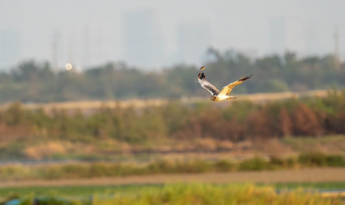 Eastern Marsh Harrier - ML646231128