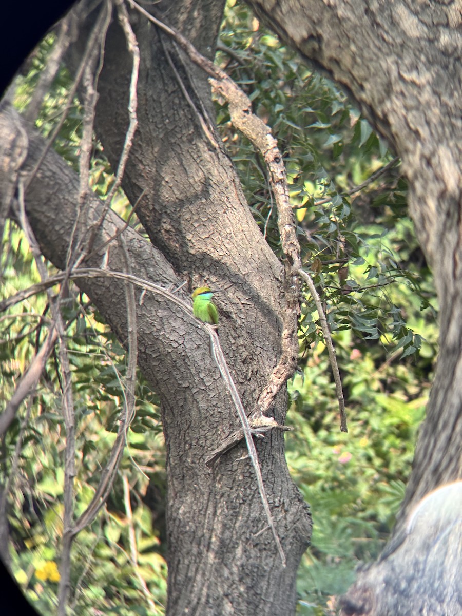 Asian Green Bee-eater - ML646231129