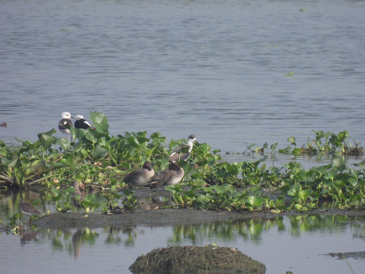 Green-winged Teal - ML646231130