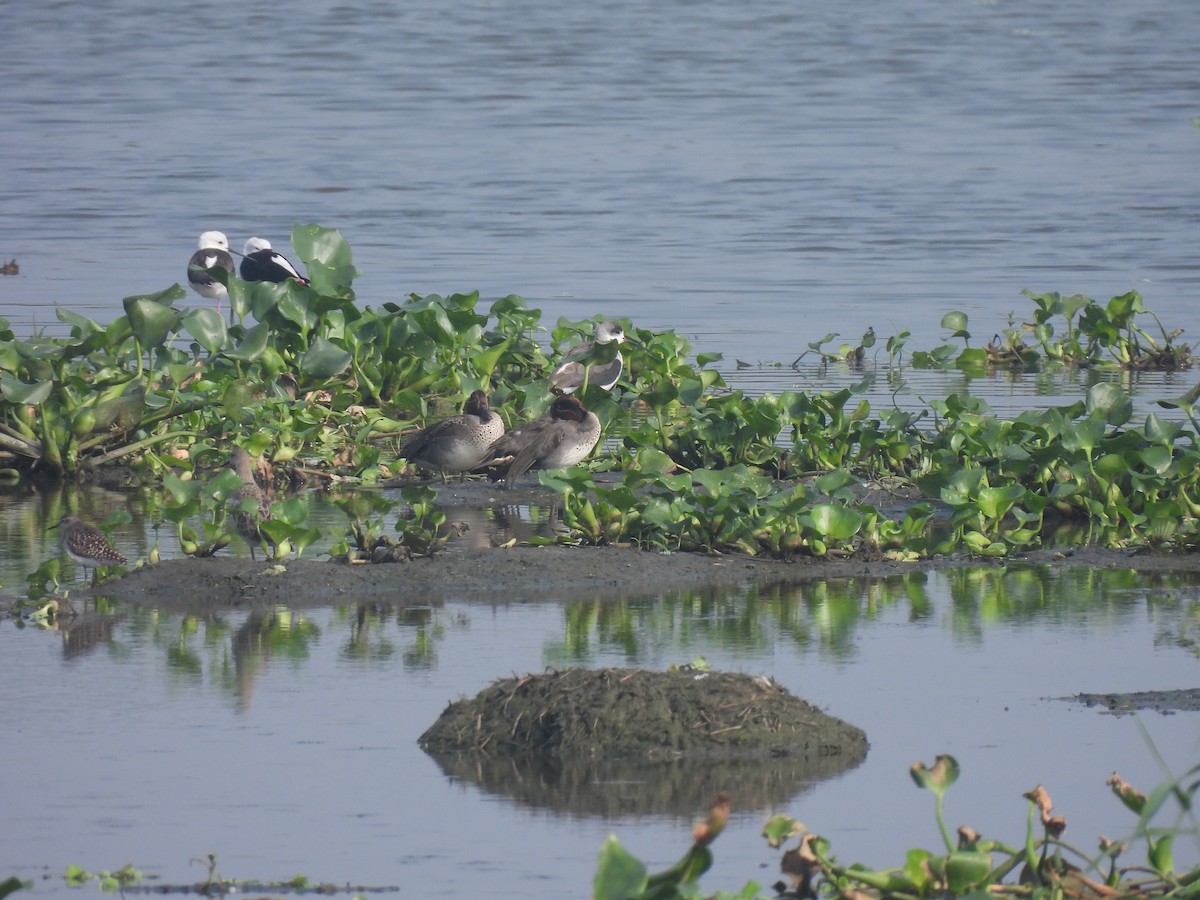 Green-winged Teal - ML646231131