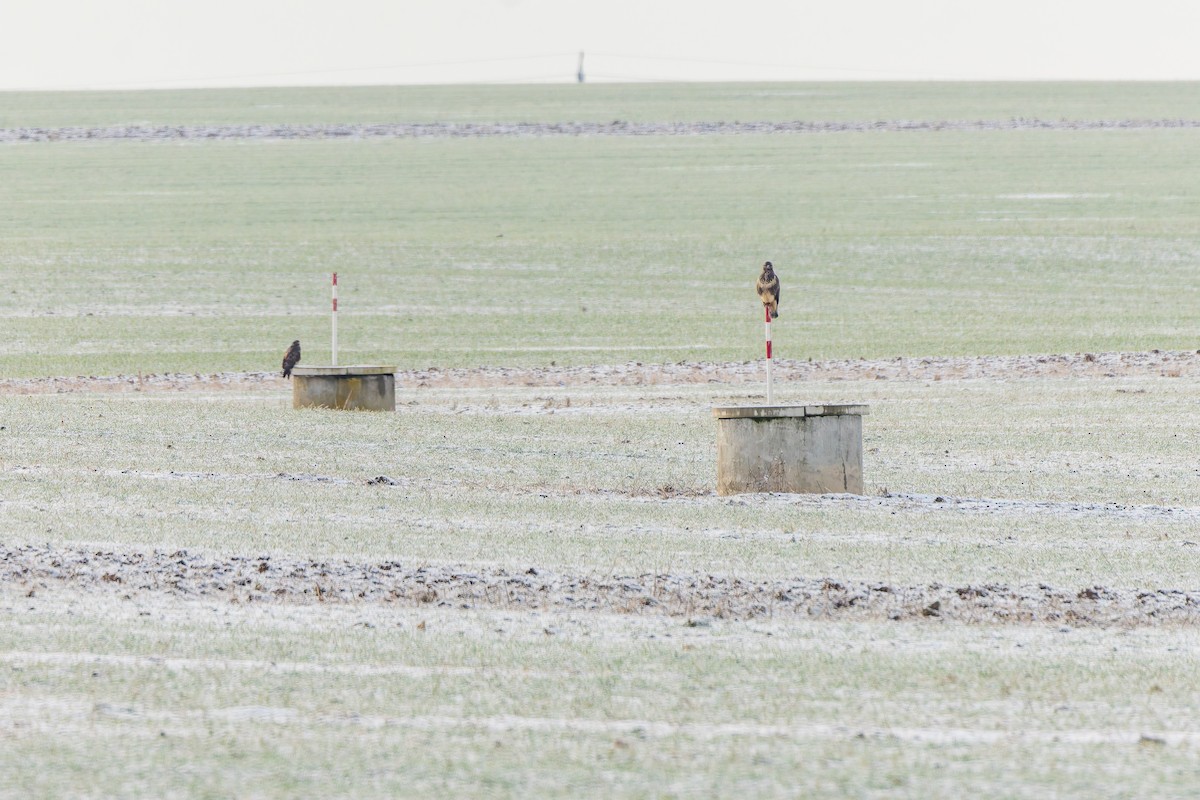 Common Buzzard - ML646231132