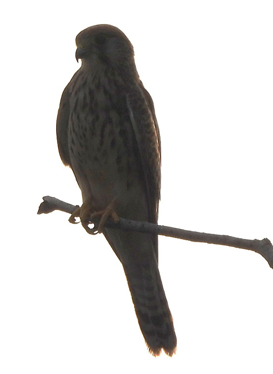 Eurasian Kestrel - ML646231133