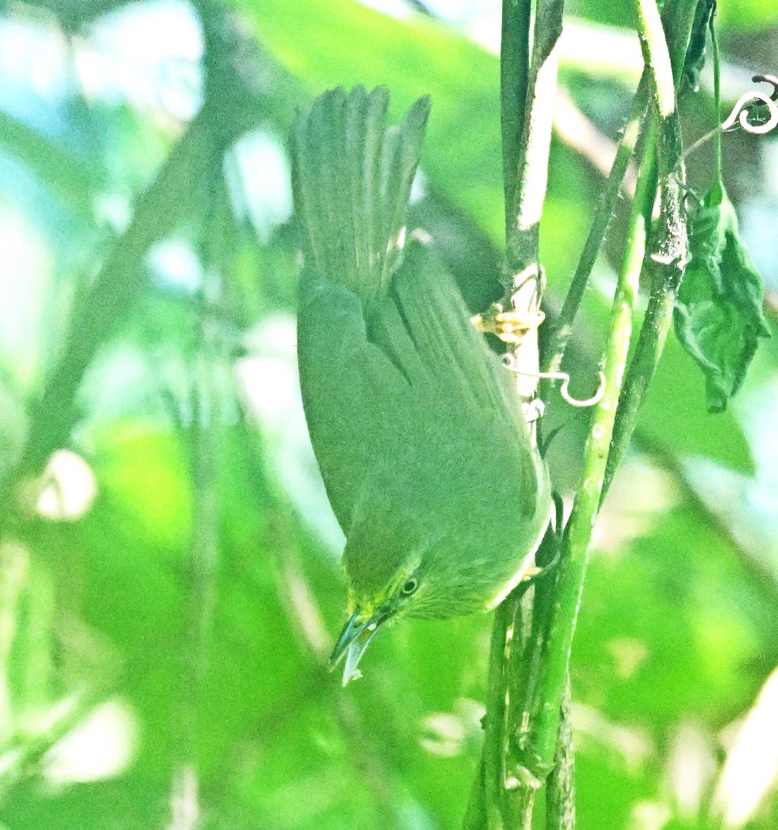 Pin-striped Tit-Babbler - ML646231134