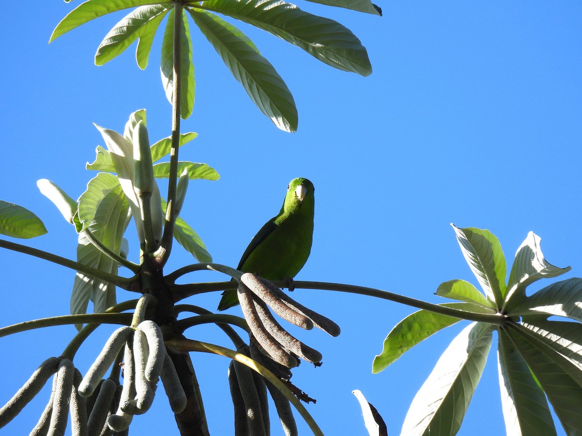 Cobalt-rumped Parrotlet - ML646231136