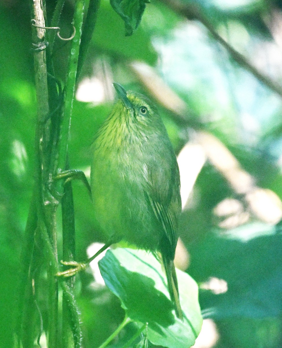 Timalie à gorge striée - ML646231137