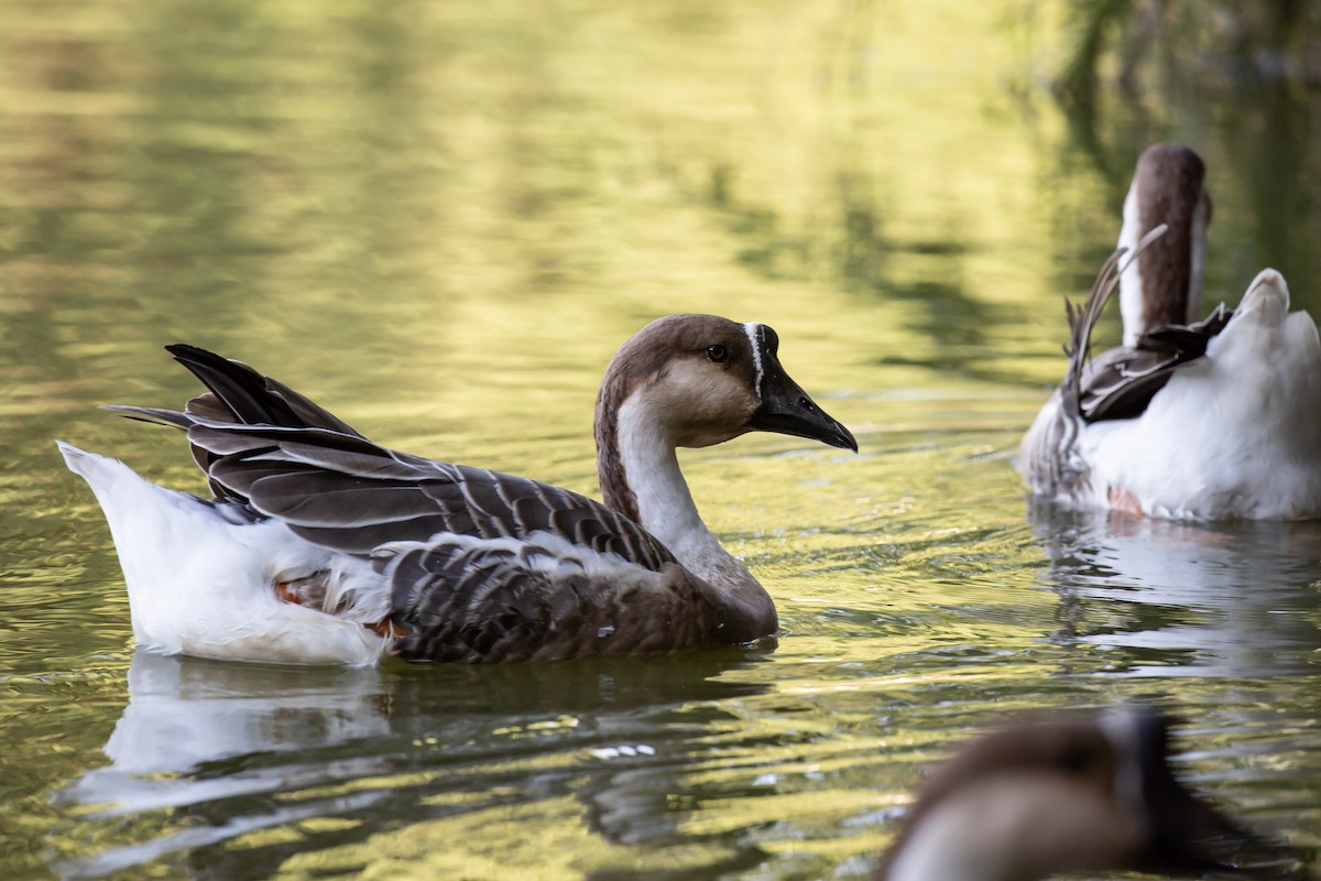 Çin Kazı - ML646231138