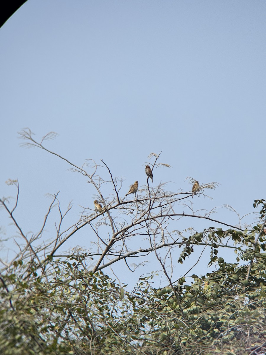 Scaly-breasted Munia - ML646231143