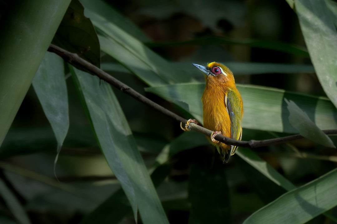 White-browed Piculet - ML646231147