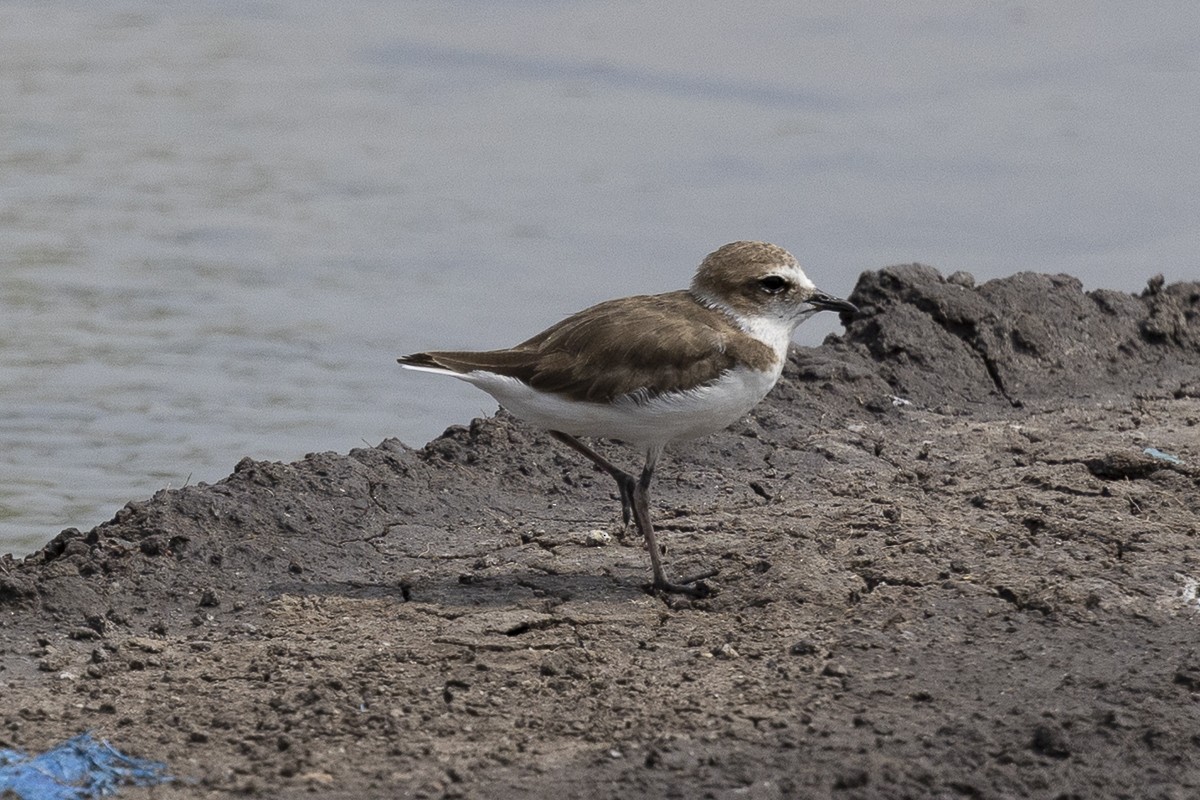 kulík jávský - ML646231154