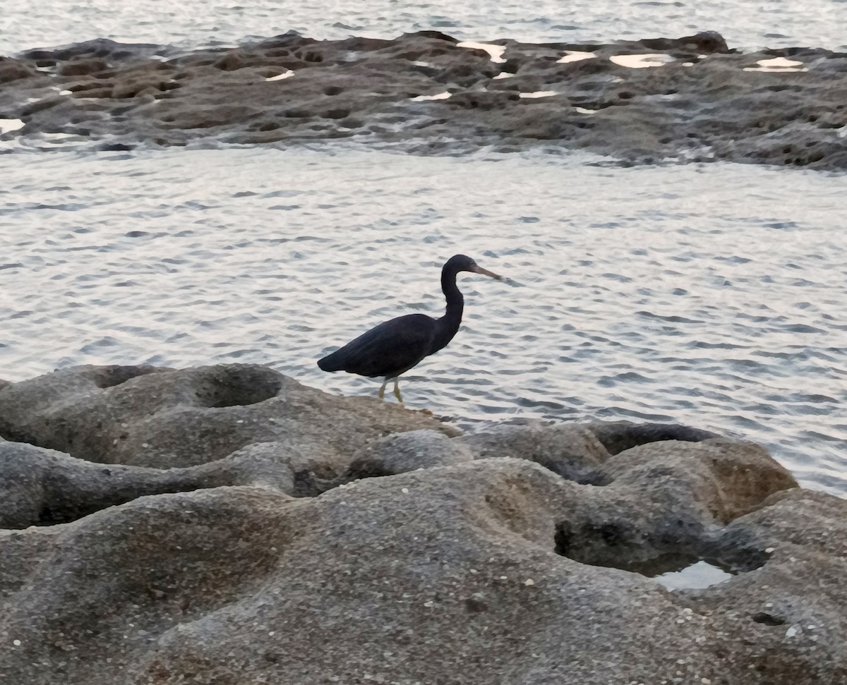 Pacific Reef-Heron - ML646231155