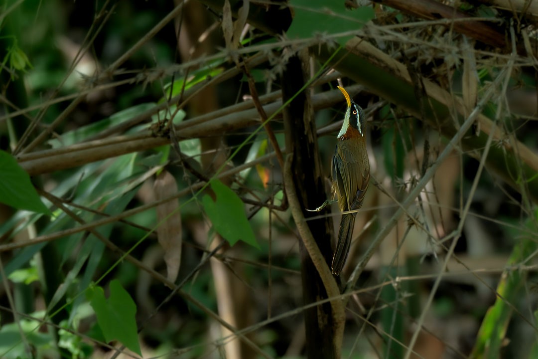 White-browed Scimitar-Babbler - ML646231162