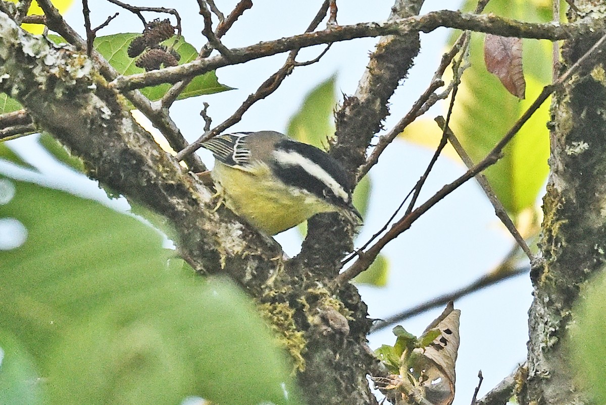 Краснохвостая минла - ML646231164