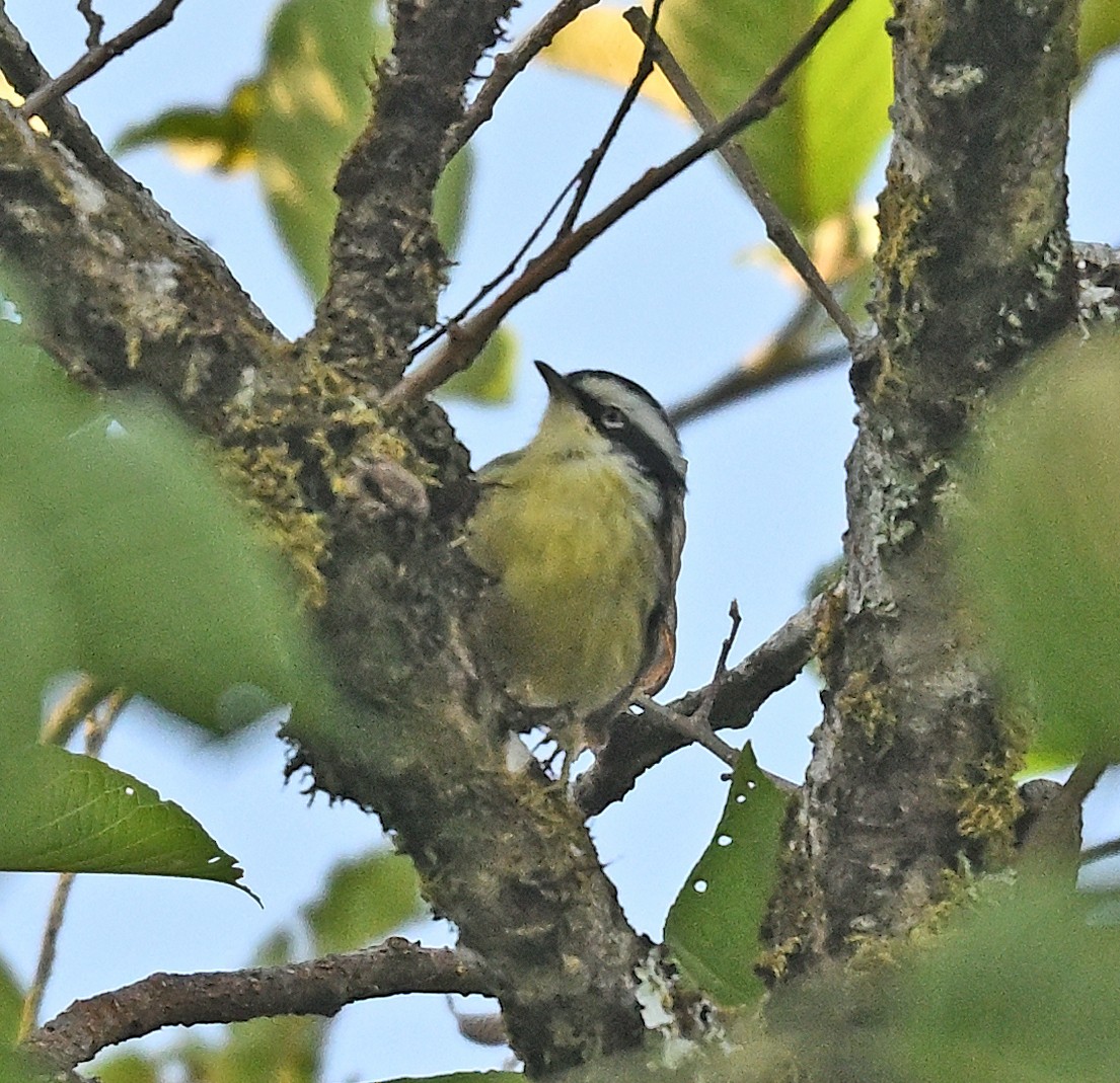 Краснохвостая минла - ML646231165